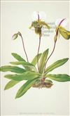 Orchid Print,  Paphiopedilum Spicerianum (Thesaurus Woolwardiae, Vol. 1)  