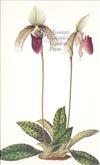 Orchid Print,  Paphiopedilum Superbiens (Thesaurus Woolwardiae, Vol. 1)  