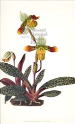Orchid Print,  Paphiopedilum Venustum (Thesaurus Woolwardiae, Vol. 1)  