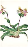 Orchid Print,  Paphiopedilum Victoria-Regina (Thesaurus Woolwardiae, Vol. 1)  