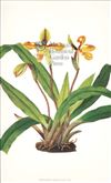 Orchid Print,  Paphiopedilum Villosum (Thesaurus Woolwardiae, Vol. 1)  