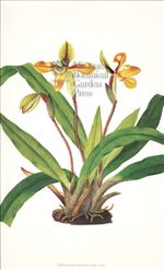 Orchid Print,  Paphiopedilum Villosum (Thesaurus Woolwardiae, Vol. 1)  