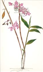 Orchid Print, Dendrobium Aduncum (Thesaurus Woolwardiae, Vol. 2)  