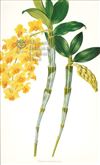 Orchid Print, Dendrobium Densiflorum (Thesaurus Woolwardiae, Vol. 2)  
