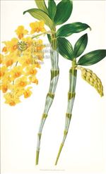 Orchid Print, Dendrobium Densiflorum (Thesaurus Woolwardiae, Vol. 2)  