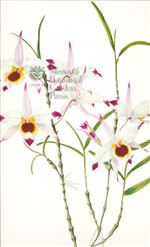 Orchid Print, Dendrobium Falconeri (Thesaurus Woolwardiae, Vol. 2)  