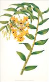Orchid Print, Dendrobium Fimbriatum Var Oculatum (Thesaurus Woolwardiae, Vol. 2)  