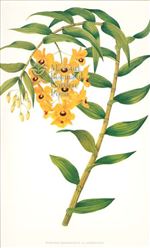 Orchid Print, Dendrobium Fimbriatum Var Oculatum (Thesaurus Woolwardiae, Vol. 2)  