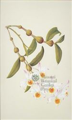 Orchid Print, Dendrobium Findlayanum (Thesaurus Woolwardiae, Vol. 2)  