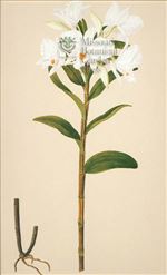 Orchid Print, Dendrobium Infundibulum (Thesaurus Woolwardiae, Vol. 2)  