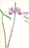 Orchid Print, Dendrobium Phalaenopsis (Thesaurus Woolwardiae, Vol. 2)  