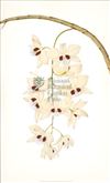Orchid Print, Dendrobium Pulchellum (Thesaurus Woolwardiae, Vol. 2)  