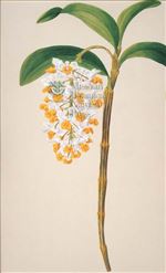 Orchid Print, Dendrobium Thyrsiflorum (Thesaurus Woolwardiae, Vol. 2)  