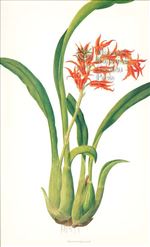 Orchid Print, Ada Aurantiaca (Thesaurus Woolwardiae, Vol. 3)  