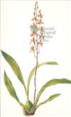 Orchid Print, Lemoglossum Bictoniense (Thesaurus Woolwardiae, Vol. 3)  