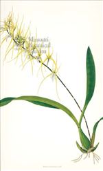 Orchid Print, Brassia Verrucosa (Thesaurus Woolwardiae, Vol. 3)  
