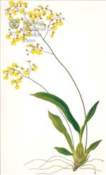 Orchid Print, Oncidium Flexuosum (Thesaurus Woolwardiae, Vol. 3)  