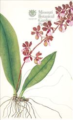 Orchid Print, Oncidium Lanceanum (Thesaurus Woolwardiae, Vol. 3)  