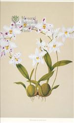 Orchid Print, Odontoglossum Nobile (Thesaurus Woolwardiae, Vol. 3)  