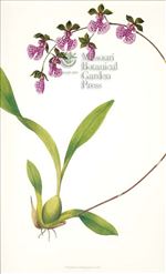 Orchid Print, Oncidium Nubigenum (Thesaurus Woolwardiae, Vol. 3)  