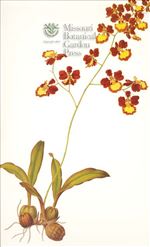 Orchid Print, Oncidium Praetextum (Thesaurus Woolwardiae, Vol. 3)  
