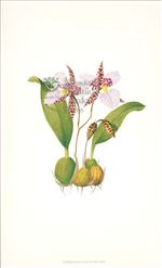Orchid Print, Lemboglossum Rossii (Thesaurus Woolwardiae, Vol. 3)  
