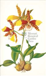 Orchid Print, Rossioglossum Grande (Thesaurus Woolwardiae, Vol. 3)  