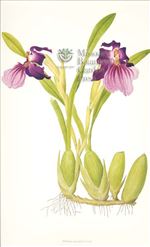 Orchid Print, Miltonia Spectabilis (Thesaurus Woolwardiae, Vol. 3)  