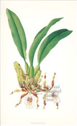 Orchid Print, Trichopilia Tortilis (Thesaurus Woolwardiae, Vol. 3)  