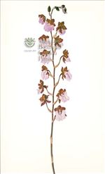 Orchid Print, Lemoglossum Uro-Skinneri (Thesaurus Woolwardiae, Vol. 3)  