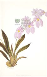 Orchid Print, Miltoniopsis Vexillaria (Thesaurus Woolwardiae, Vol. 3)  