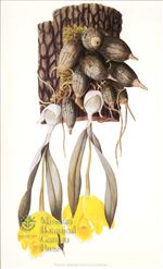 Orchid Print, Encyclia Citrina (Thesaurus Woolwardiae, Vol. 4)  