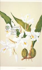Orchid Print, Coelogyne Cristata (Thesaurus Woolwardiae, Vol. 4)  