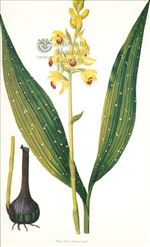 Orchid Print, Phaius Flavus (Thesaurus Woolwardiae, Vol. 4)  
