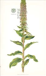 Orchid Print, Epipactis Helleborine (Thesaurus Woolwardiae, Vol. 4)  