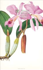 Orchid Print, Cattleya Labiata (Thesaurus Woolwardiae, Vol. 4)  