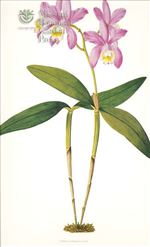 Orchid Print, Cattleya Loddigesii (Thesaurus Woolwardiae, Vol. 4)  