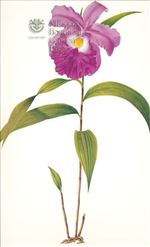 Orchid Print, Sobralia Macrantha (Thesaurus Woolwardiae, Vol. 4)  
