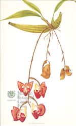 Orchid Print, Coryanthes Maculata (Thesaurus Woolwardiae, Vol. 4)  