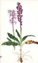 Orchid Print, Orchis Mascula (Thesaurus Woolwardiae, Vol. 4)  