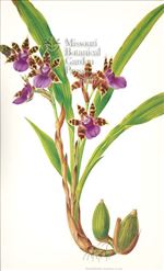 Orchid Print, Zygopetalum Maxillare (Thesaurus Woolwardiae, Vol. 4)  