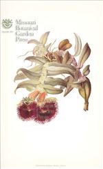 Orchid Print, Epidendrum Medusae (Thesaurus Woolwardiae, Vol. 4)  