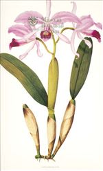 Orchid Print, Laelia Purpurata (Thesaurus Woolwardiae, Vol. 4)  