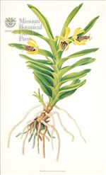 Orchid Print, Trudelia Cristata (Thesaurus Woolwardiae, Vol. 4)  