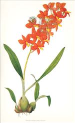 Orchid Print, Encyclia Vitellina (Thesaurus Woolwardiae, Vol. 4)  