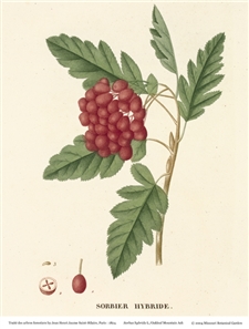 Rare Book Print, Mountain Ash, Oakleaf (Sorbus hybrida L.)