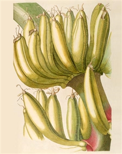 Rare Book Print, Banana, two yellow fruit clusters on one stem