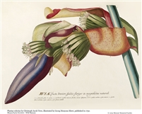 Rare Book Print, Banana, fertile stalk with shorter fruits and blue spathe