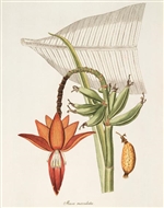 Rare Book Print, Banana, inflorescence and leaf