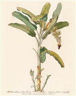 Rare Book Print, Banana plant with fruit cluster